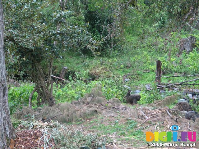 13925 Baboon with baby Monkey